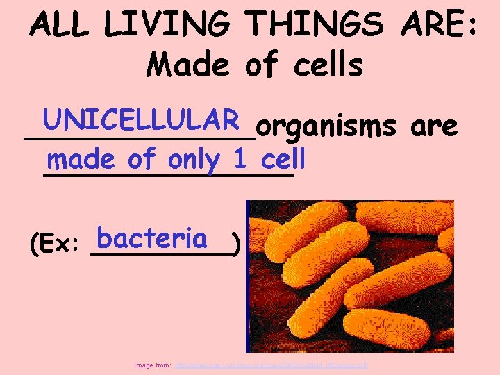 ALL LIVING THINGS ARE: Made of cells UNICELLULAR ______organisms are made of only 1