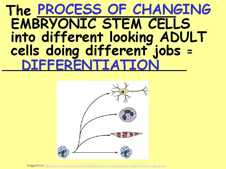 PROCESS OF CHANGING The ________ EMBRYONIC STEM CELLS into different looking ADULT cells doing