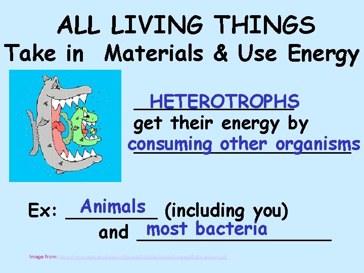 ALL LIVING THINGS Take in Materials & Use Energy _______ HETEROTROPHS get their