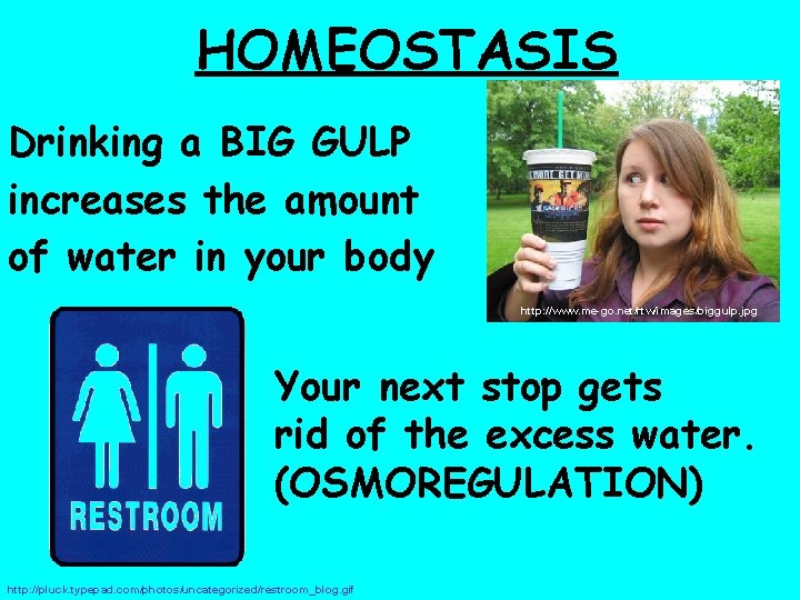 HOMEOSTASIS Drinking a BIG GULP increases the amount of water in your body http: