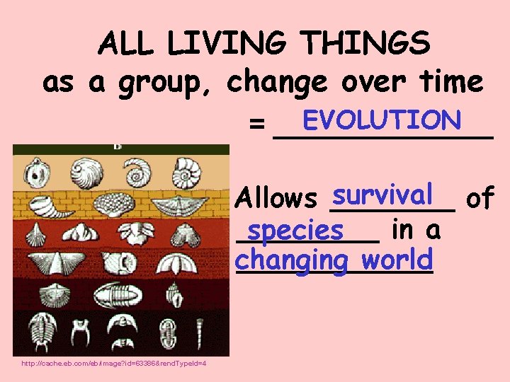 ALL LIVING THINGS as a group, change over time EVOLUTION = _______ survival of