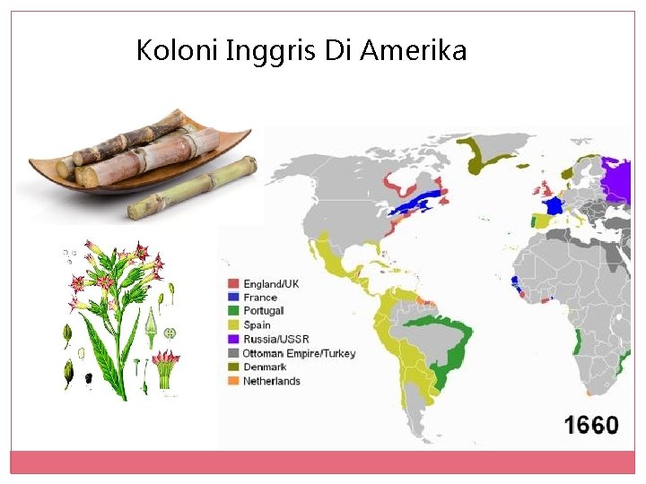 Koloni Inggris Di Amerika 