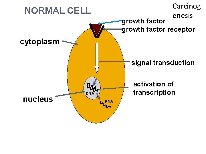 Carcinog enesis NORMAL CELL growth factor receptor cytoplasm signal transduction nucleus activation of transcription