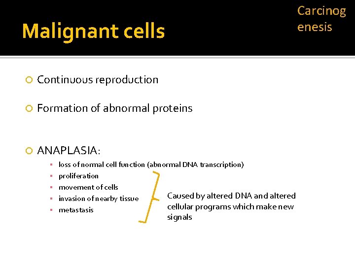 Carcinog enesis Malignant cells Continuous reproduction Formation of abnormal proteins ANAPLASIA: ▪ ▪ ▪