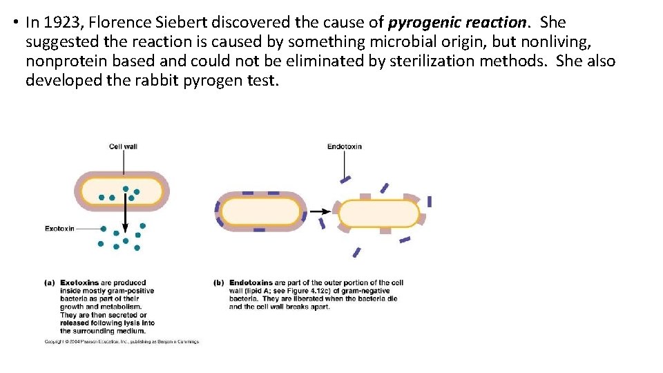  • In 1923, Florence Siebert discovered the cause of pyrogenic reaction. She suggested