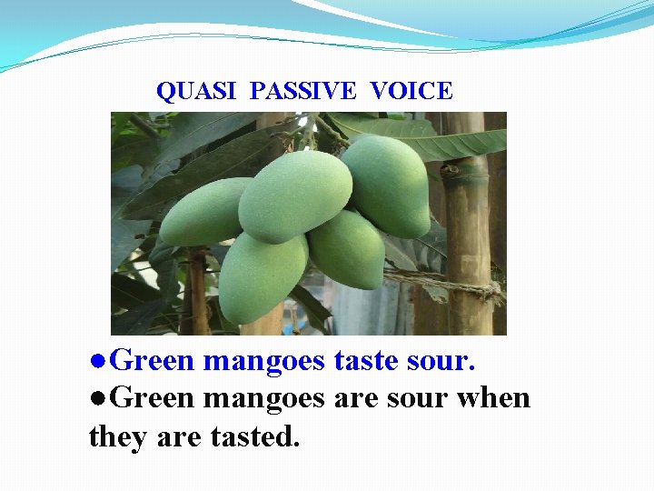 QUASI PASSIVE VOICE ●Green mangoes taste sour. ●Green mangoes are sour when they are