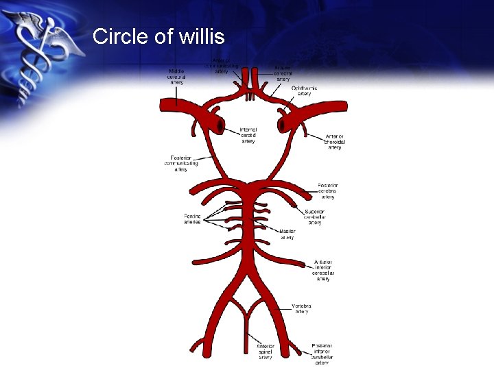 Circle of willis 