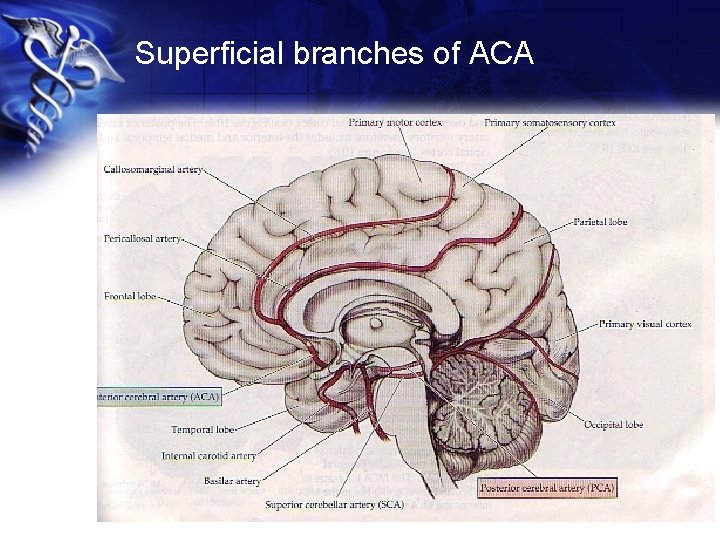 Superficial branches of ACA 