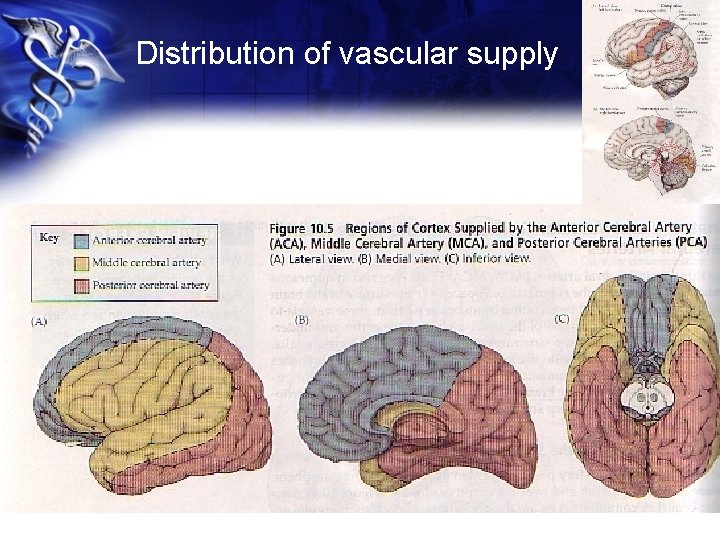 Distribution of vascular supply 