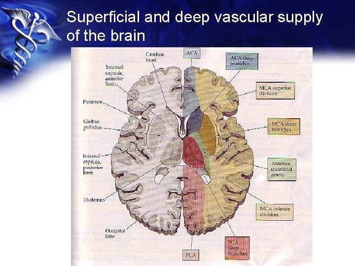 Superficial and deep vascular supply of the brain 