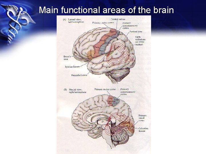 Main functional areas of the brain 