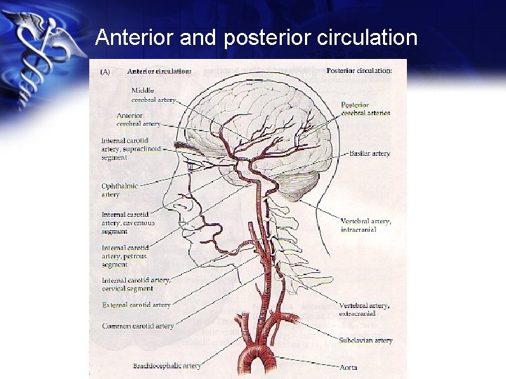 Anterior and posterior circulation 