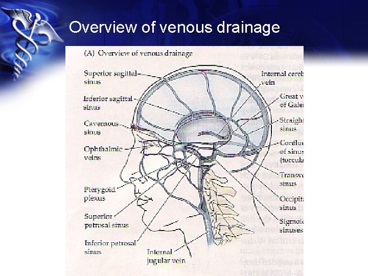Overview of venous drainage 