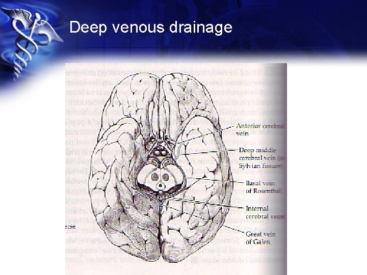 Deep venous drainage 