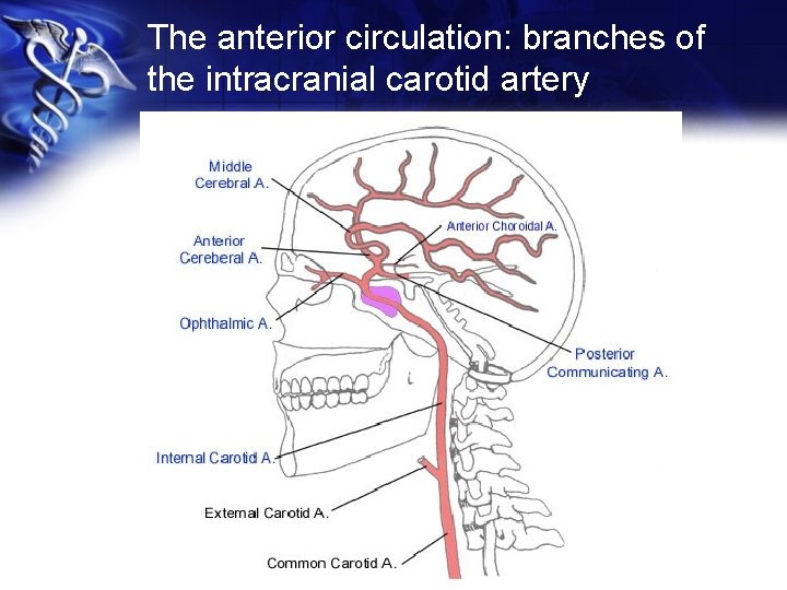 The anterior circulation: branches of the intracranial carotid artery 