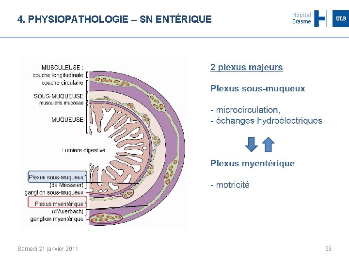 4. PHYSIOPATHOLOGIE – SN ENTÉRIQUE Samedi 21 janvier 2011 59 