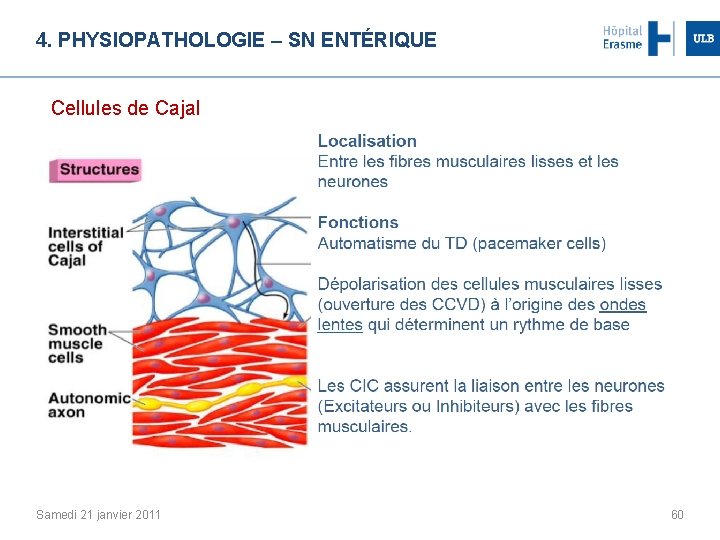 4. PHYSIOPATHOLOGIE – SN ENTÉRIQUE Cellules de Cajal Samedi 21 janvier 2011 60 