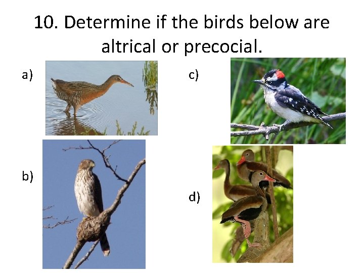 10. Determine if the birds below are altrical or precocial. a) c) b) d)