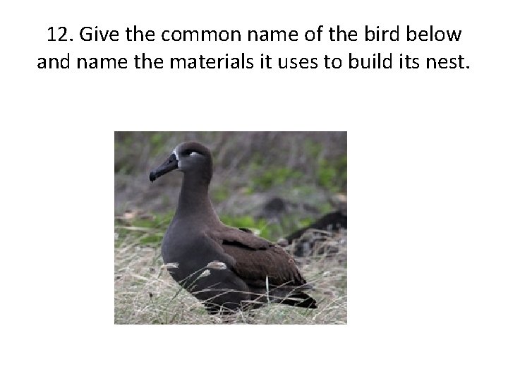 12. Give the common name of the bird below and name the materials it