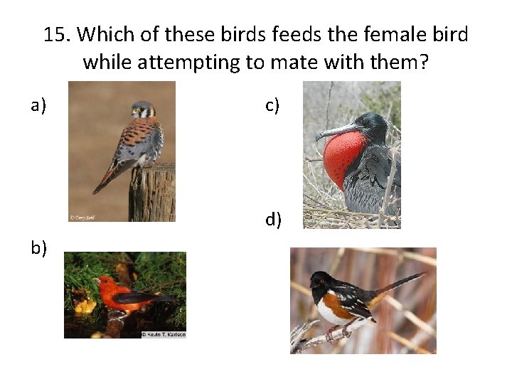 15. Which of these birds feeds the female bird while attempting to mate with