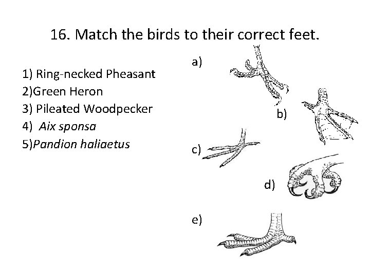 16. Match the birds to their correct feet. 1) Ring-necked Pheasant 2)Green Heron 3)