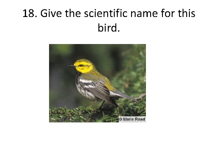 18. Give the scientific name for this bird. 