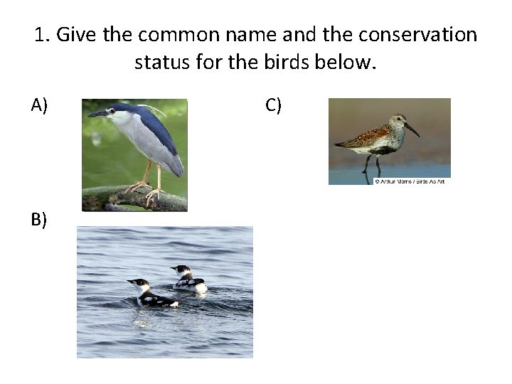 1. Give the common name and the conservation status for the birds below. A)