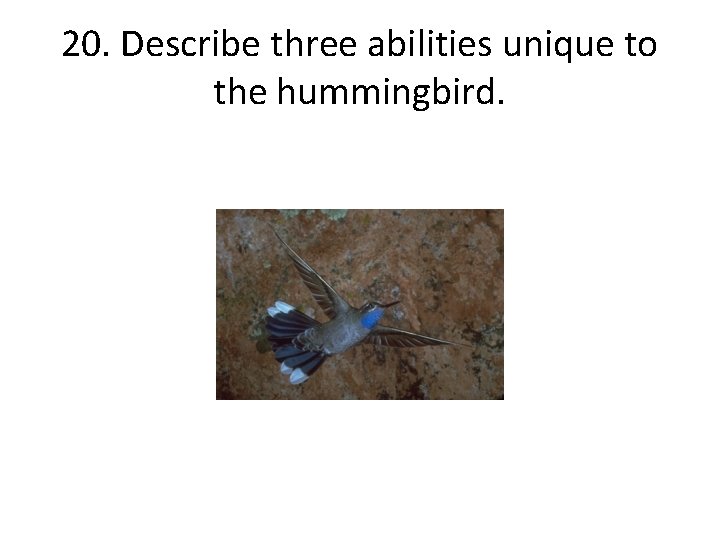 20. Describe three abilities unique to the hummingbird. 