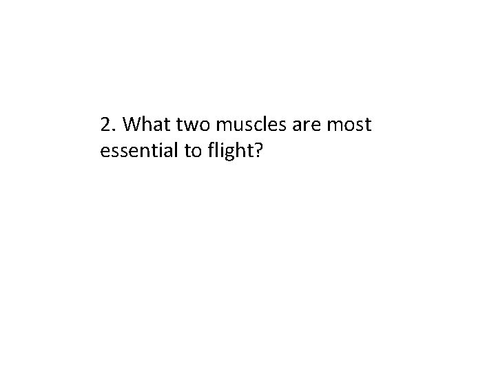 2. What two muscles are most essential to flight? 