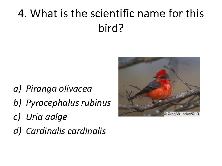 4. What is the scientific name for this bird? a) b) c) d) Piranga