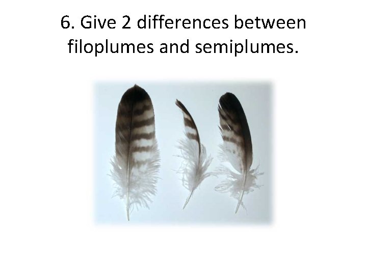 6. Give 2 differences between filoplumes and semiplumes. 