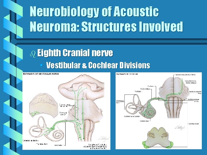 Neurobiology of Acoustic Neuroma: Structures Involved b Eighth Cranial nerve • Vestibular & Cochlear