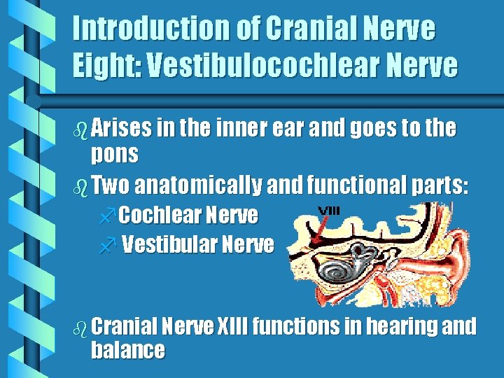 Introduction of Cranial Nerve Eight: Vestibulocochlear Nerve b Arises in the inner ear and