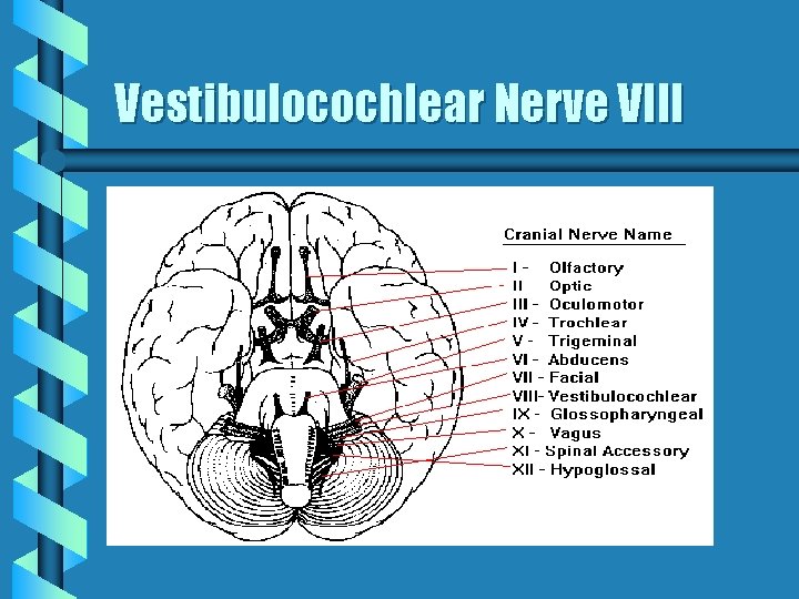 Vestibulocochlear Nerve VIII 
