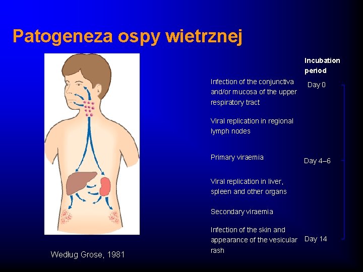 Patogeneza ospy wietrznej Incubation period Infection of the conjunctiva and/or mucosa of the upper