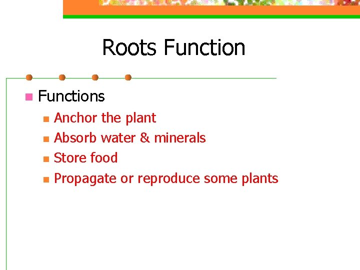 Roots Function n Functions n n Anchor the plant Absorb water & minerals Store