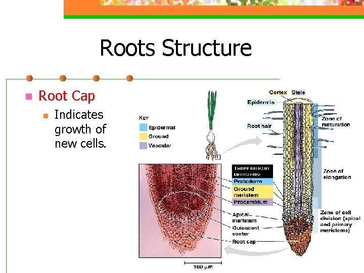 Roots Structure n Root Cap n Indicates growth of new cells. 