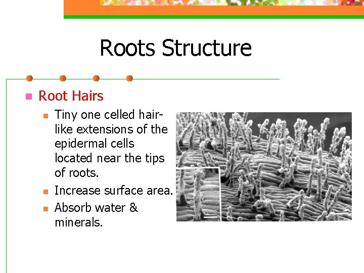 Roots Structure n Root Hairs n n n Tiny one celled hairlike extensions of