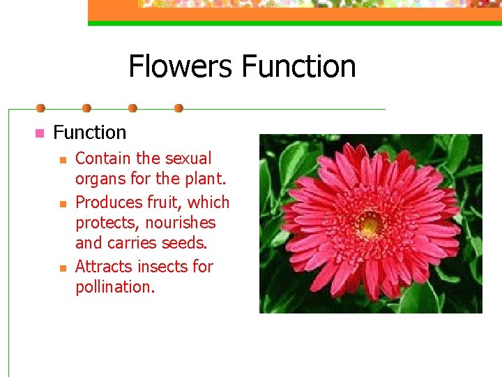 Flowers Function n n n Contain the sexual organs for the plant. Produces fruit,