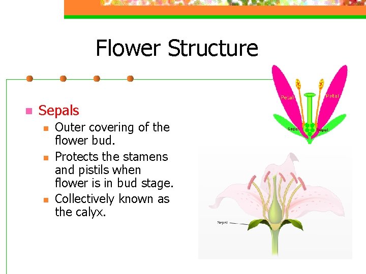 Plant Anatomy Physiology Parts of a Flower Foldable