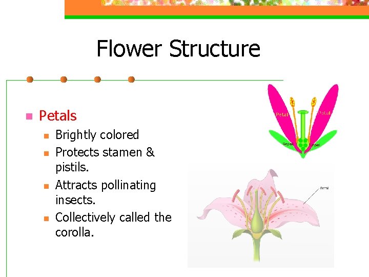 Flower Structure n Petals n n Brightly colored Protects stamen & pistils. Attracts pollinating
