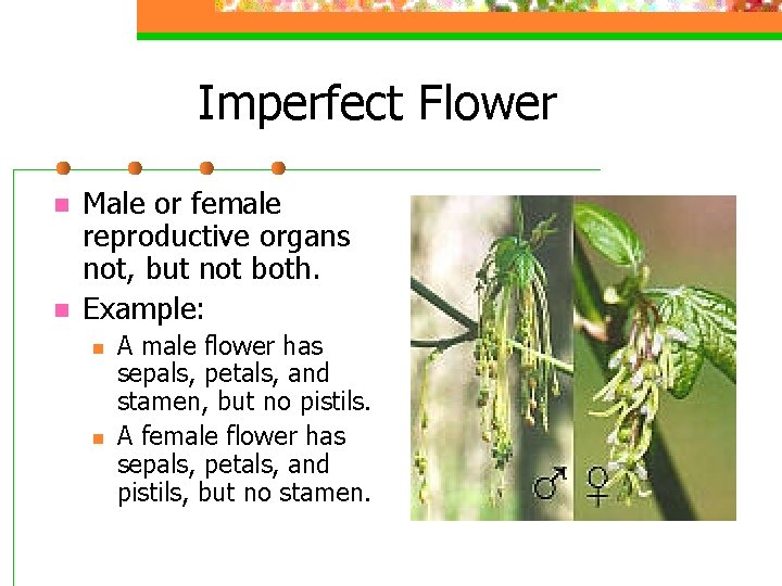 Imperfect Flower n n Male or female reproductive organs not, but not both. Example: