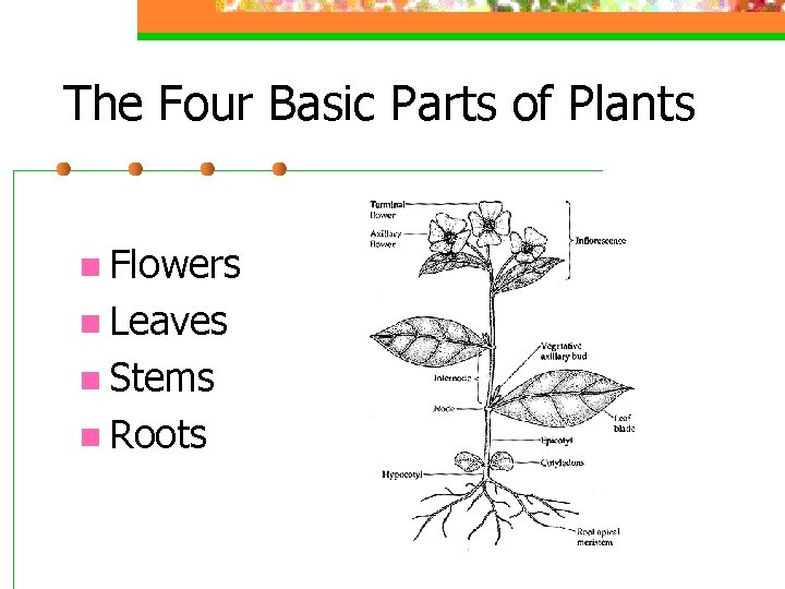 The Four Basic Parts of Plants n Flowers n Leaves n Stems n Roots