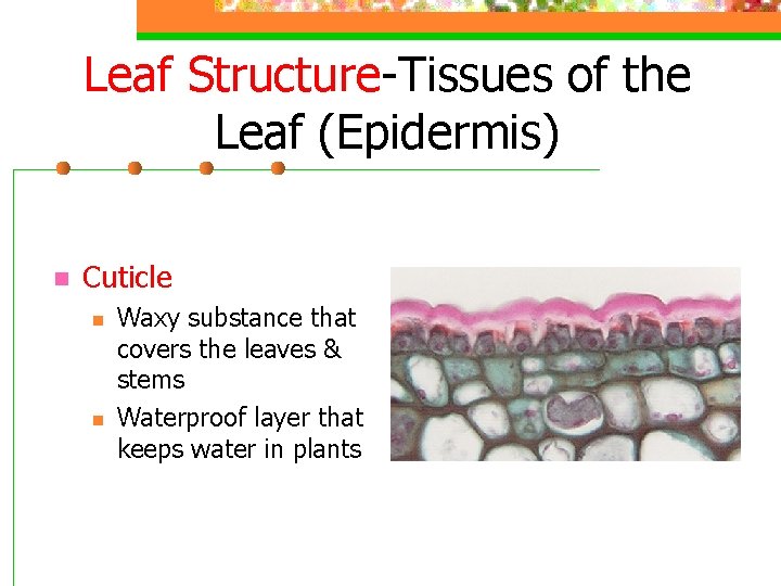 Leaf Structure-Tissues of the Leaf (Epidermis) n Cuticle n n Waxy substance that covers