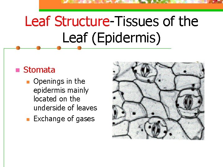 Leaf Structure-Tissues of the Leaf (Epidermis) n Stomata n n Openings in the epidermis