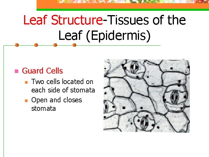 Leaf Structure-Tissues of the Leaf (Epidermis) n Guard Cells n n Two cells located
