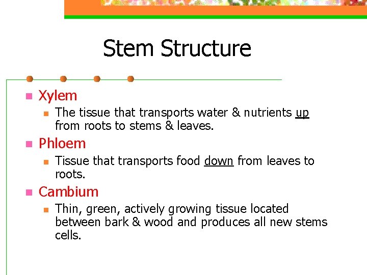 Stem Structure n Xylem n n Phloem n n The tissue that transports water