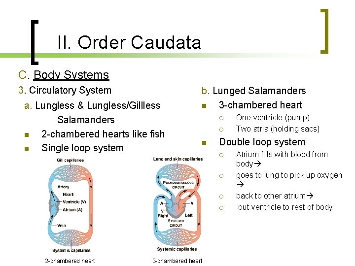 II. Order Caudata C. Body Systems 3. Circulatory System a. Lungless & Lungless/Gillless Salamanders