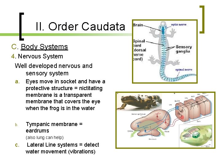 II. Order Caudata C. Body Systems 4. Nervous System Well developed nervous and sensory II. Order Caudata C. Body Systems 4. Nervous System Well developed nervous and sensory