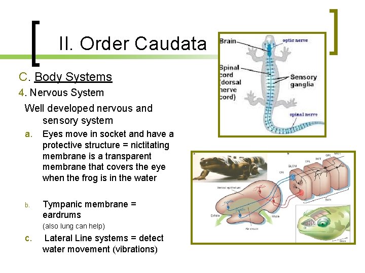 II. Order Caudata C. Body Systems 4. Nervous System Well developed nervous and sensory